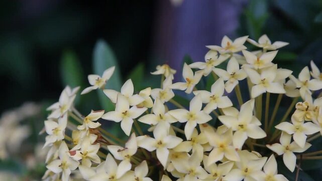 Vibrant Creamy Ixora Flowers Bloom, Gently Swaying in a Serene, Soft Focus Garden