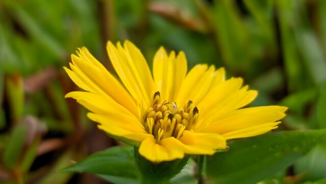 Close-up of beautiful yellow Wedelia flower blooming in the garden