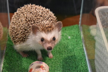 ハリネズミ © tamotsu1