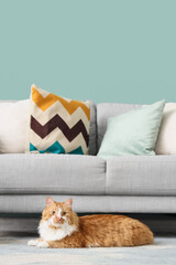 Cute fluffy cat lying on carpet near sofa in living room
