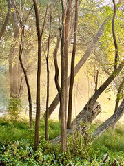 Obraz premium A forest with trees and a fallen tree