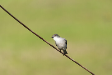 Fototapeta premium Fire-eyed diucon perched on wire with green background – native bird of Chile