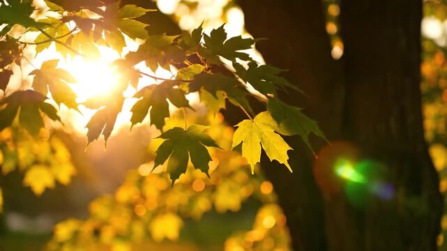 Sunlight filters through vibrant green maple leaves on a tree branch.