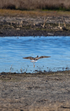 greater yellowlegs landing on the shore 
