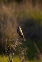 say's phoebe standing under the morning sun