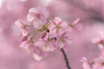 Fototapeta premium Three Pink Sakura Blossoms in Gentle Spring Light