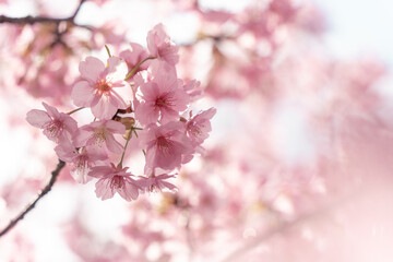 Fototapeta premium Soft Pink Cherry Blossoms with Dreamy Bokeh Background