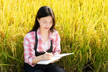 Beautiful Asian woman in bumper harvest rice paddies in autumn