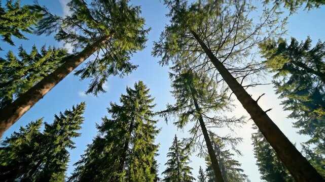 Sunlight streams through tall green trees in a vibrant forest landscape