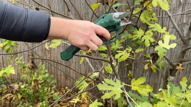 Hand using electric pruning shears on fig tree branches in backyard garden, practical autumn yard maintenance and shrub care, calm outdoor home improvement task