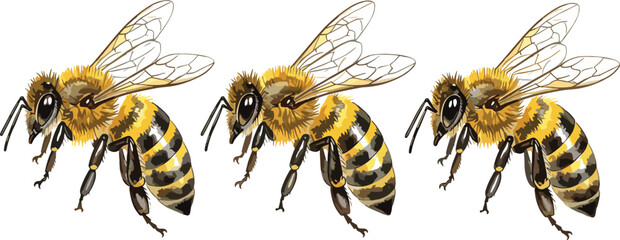 Detailed Honey Bee Vector Illustration Set Featuring Three Realistic Pollinator Insects with Yellow and Black Stripes for Nature Honey Production and Environmental Designs © Selim Studio