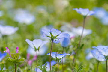 春の公園に咲くネモフィラの青い花と爽やかな緑のボケ背景