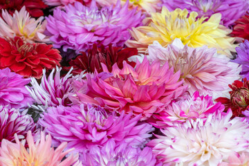 水面に浮かべられた色鮮やかなダリアの花々と華やかなフローラル背景