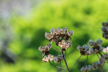 緑のボケ背景に映える乾燥した植物の実と秋の静かな情景