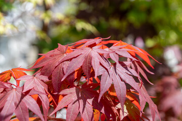 鮮やかに紅葉したモミジの葉と秋の光が差し込む美しい庭園