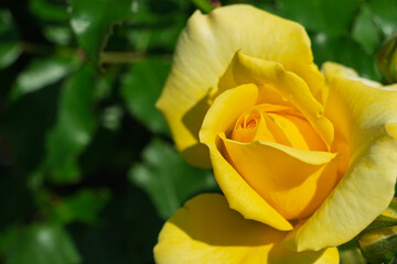 陽光を浴びて美しく開花する黄色いバラのクローズアップ
