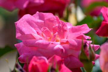 幾重にも重なる花びらが美しい鮮やかなピンクのバラ