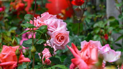 満開のバラが咲き誇る初夏のバラ園の風景