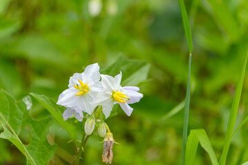 初夏の野原に可憐に咲く白いワルナスビの野花