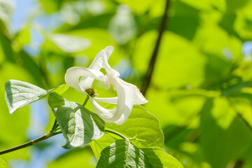青空に映える白いヤマボウシの花と爽やかな新緑