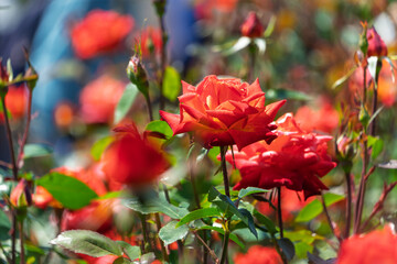 逆光に透ける花びらが情熱的な赤いバラの群生