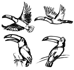 Set of hand drawn toucan vector illustrations. Flying and perched tropical birds sketches isolated on white background. © Parakhat