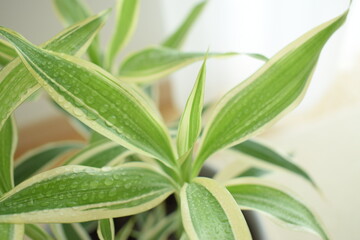 Obraz premium ドラセナ サンデリアーナ