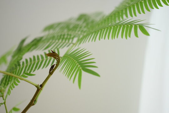エバーフレッシュの新芽