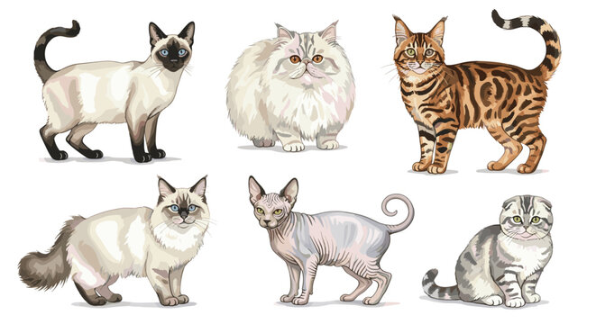 Diverse Cat Breeds Collection Featuring Siamese Bengal Persian Ragdoll Sphynx Scottish Fold Domestic Felines