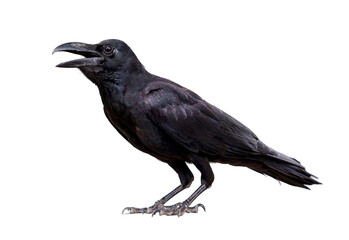 Obraz premium Black bird Large-billed Crows - Corvus macrorhynchos standing with an open beak isolated on white background.