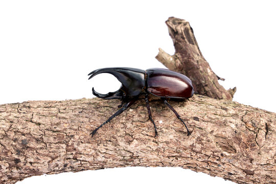 Male Fighting siamese rhinoceros beetle - Xylotrupes gideon climbing on bark wooden branch isolated on white background.
