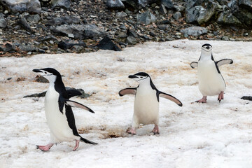 Obraz premium Three chinstrap penguins&nbsp;(Pygoscelis antarcticus)&nbsp;playfully marching in a line across the snow on the Antarctic Peninsula. 