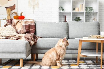 Cute Maine Coon cat sitting on carpet at home