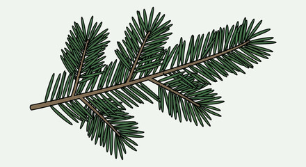 Pine tree branch with green needles. © Jihan