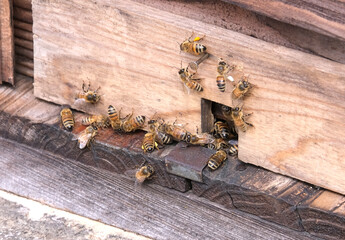 ミツバチの巣箱