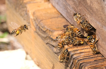 ミツバチの巣箱