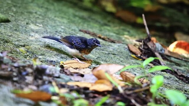  Birds foraging for food in nature.