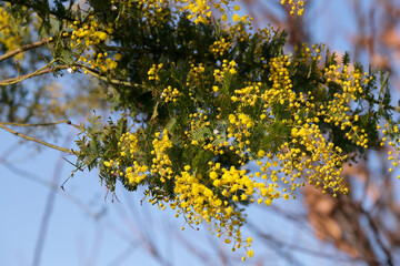 春風に揺れる黄色いミモザ
