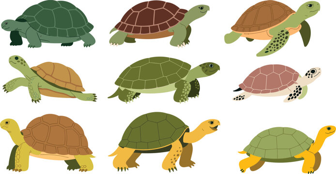 Cartoon turtle and sea turtle collection flat vector illustration set isolated on white background reptile wildlife character design bundle