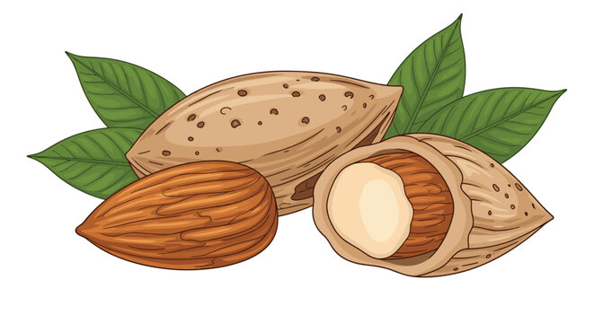 Detailed botanical illustration shows three almond nuts with green leaves in different stages of being shelled on a clean white background.