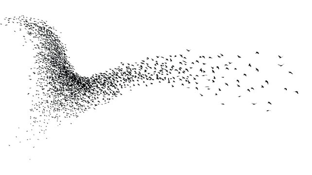 Birds form a mesmerizing flock in the sky with a stunning murmur pattern