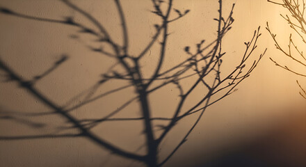 Bare tree branch shadows and buds on a textured wall with warm golden light
