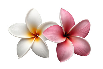 Fototapeta premium Frangipani flowers blooming, white and pink tropical plumeria blossoms for spa and nature concepts, transparent background