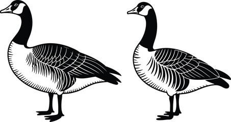 Canada goose vector illustration set with two water birds in standing pose for nature and wildlife © MdMajnur