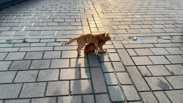 Two cute ginger stray cats playing and wrestling on a sunny cobblestone pavement in Istanbul. Funny urban street scene showing famous Turkish cat culture. Concept of friendship and animal life.