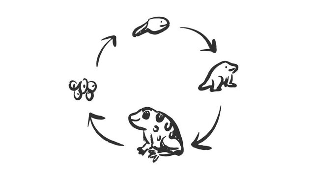 Metmorphosis of an Amphibi Frog