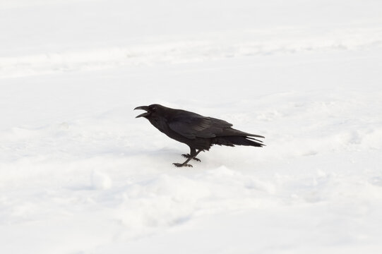 Raven (Corvus corax) on the snow in winter. The raven opened its beak. Close-up photo.