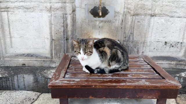 Stray cat on a wooden stool at the Suleymaniye Mosque ablution fountain (abdesthane). Ritual washing before prayer near the tombs of Suleiman the Magnificent and Hurrem Sultan in Istanbul.