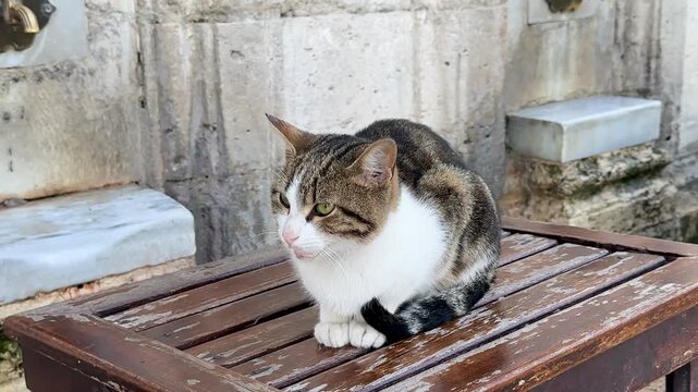 Stray cat on a wooden stool at the Suleymaniye Mosque ablution fountain (abdesthane). Ritual washing before prayer near the tombs of Suleiman the Magnificent and Hurrem Sultan in Istanbul.