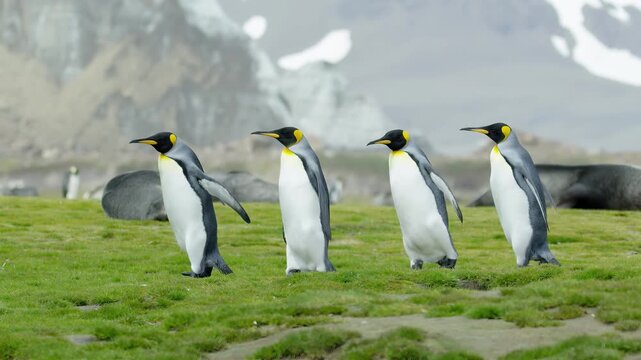 King penguins waddle across grassy terrain with seals in the background